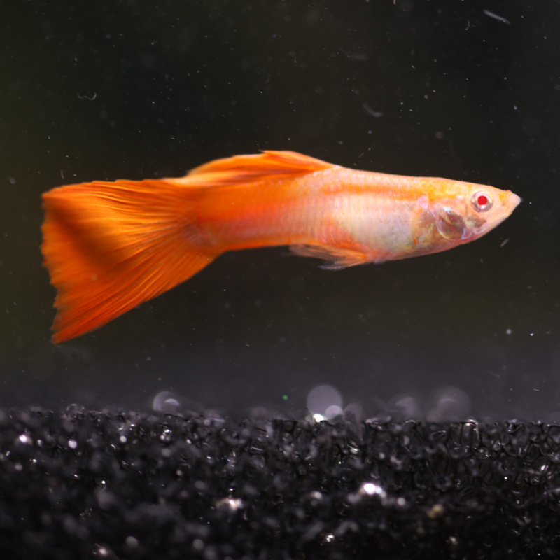 红眼火炬孔雀鱼凤尾鱼活体水族胎生可直接生小鱼热带观赏鱼