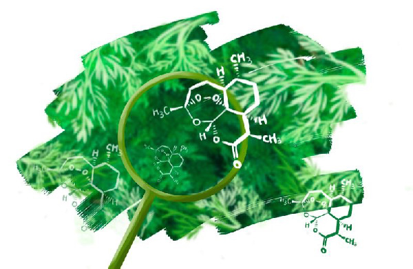 直销青蒿提取物 青蒿素98% artemisinin 63968-64-9现