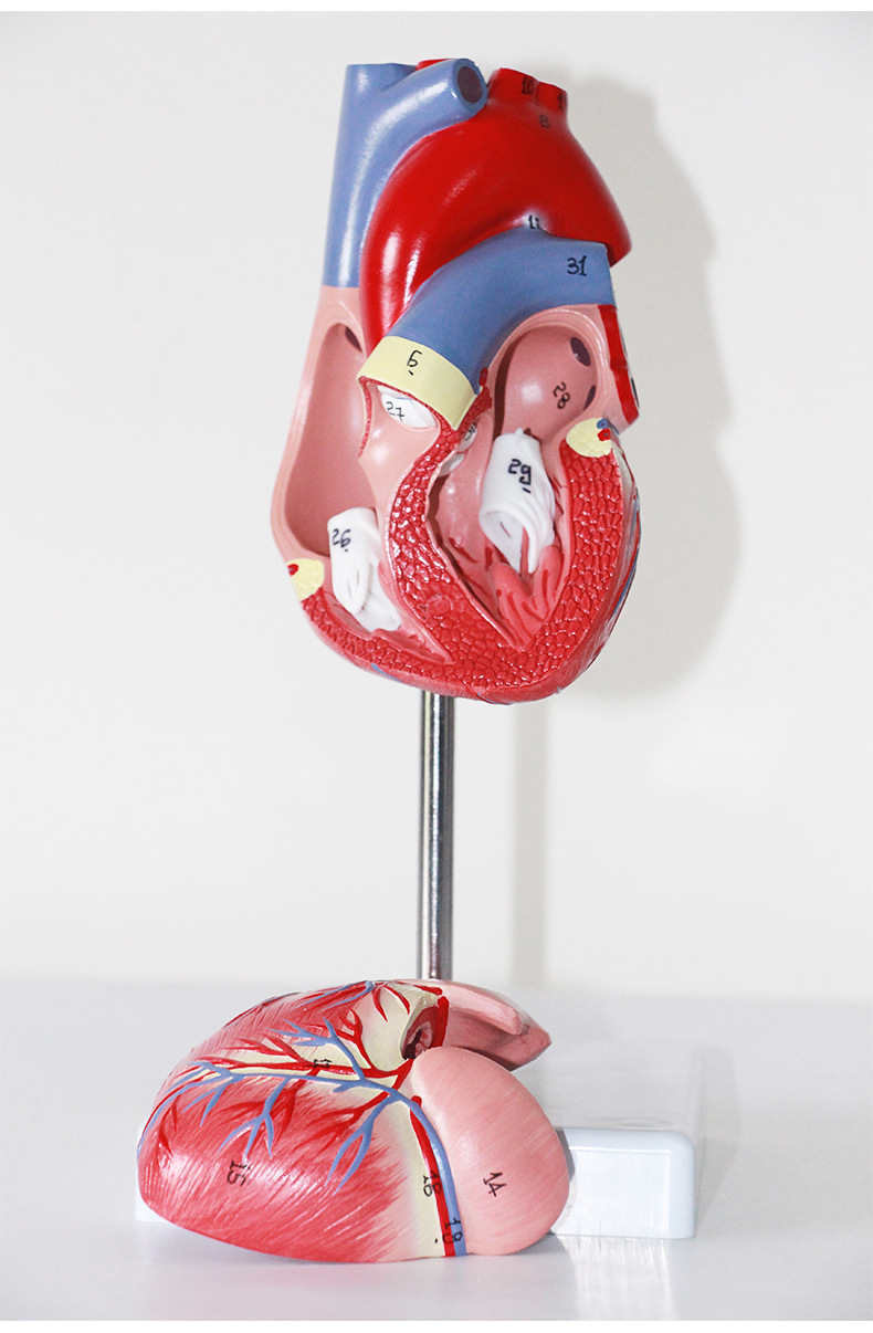 定制正品1:1人体心脏解剖模型b超彩 心脏模型医用心内科一件代发