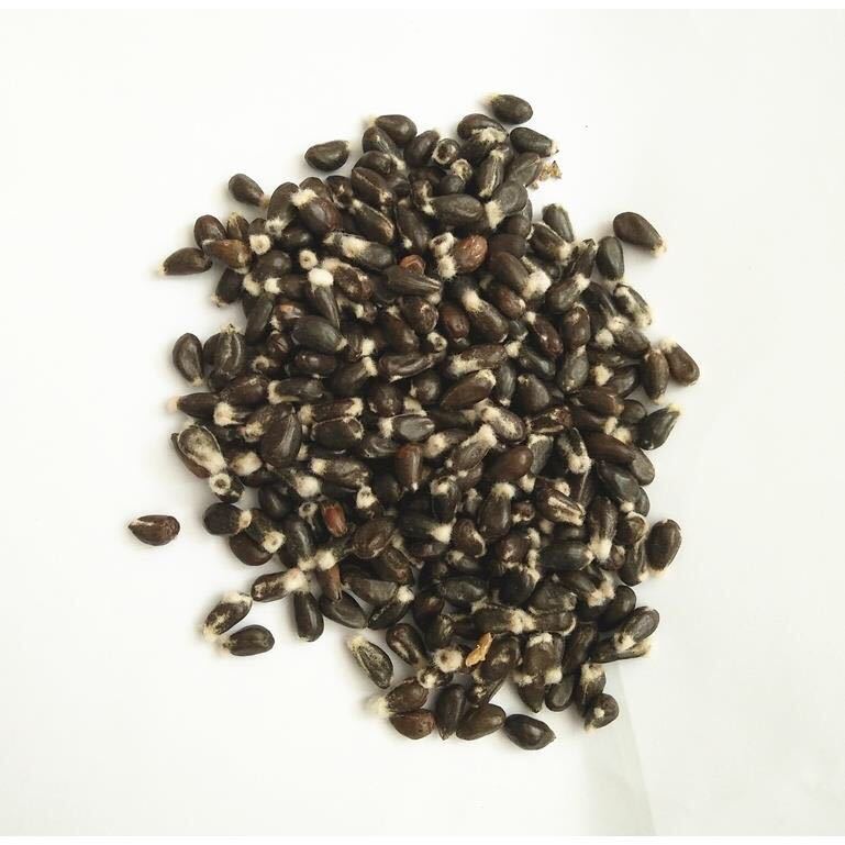 【新疆棉籽】-新疆棉籽厂家,品牌,图片,热帖-阿里巴巴