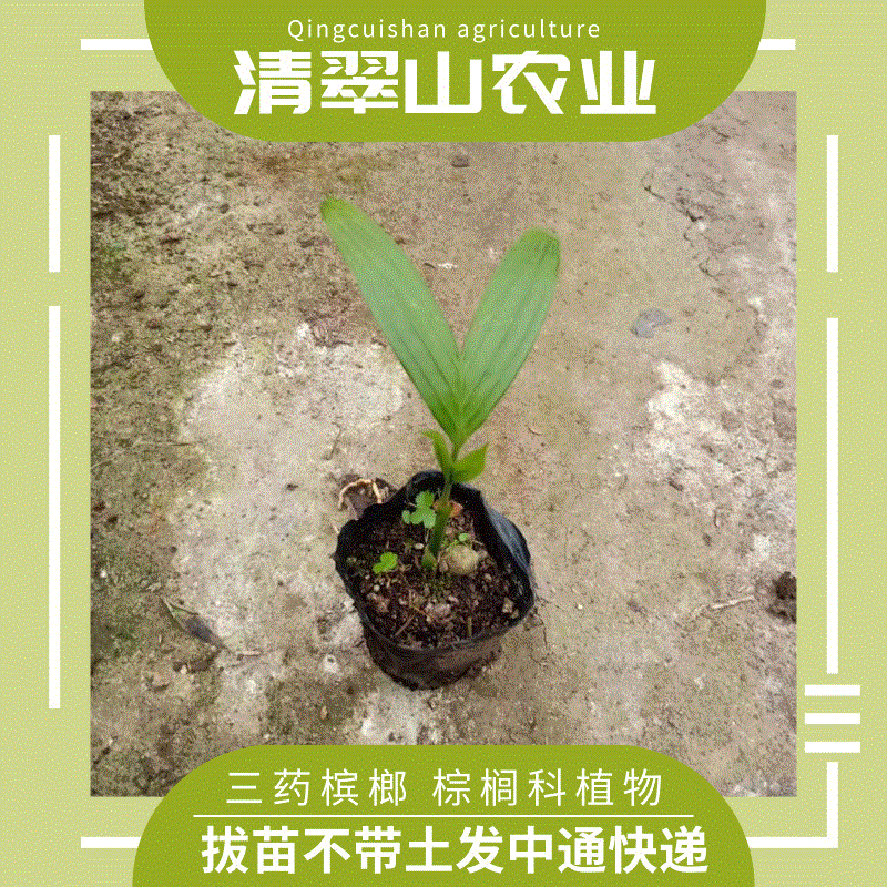 苗圃直供优质三药槟榔袋苗大型盆栽花卉植物四季常青观叶绿植
