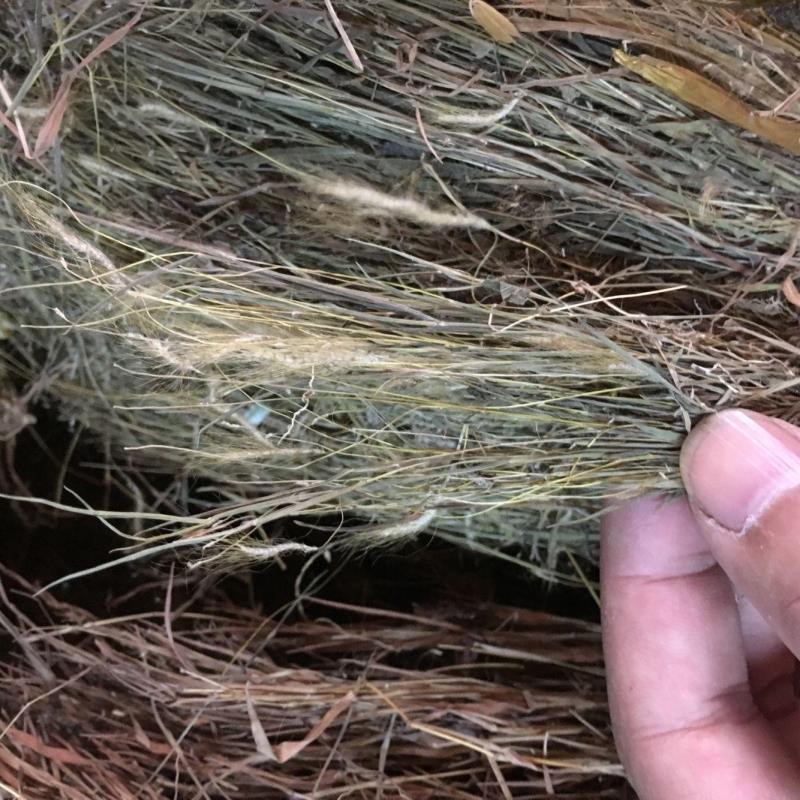 中药材 金丝草 毛毛草 笔仔草 黄毛草 猫仔草 墙头竹 量大从优