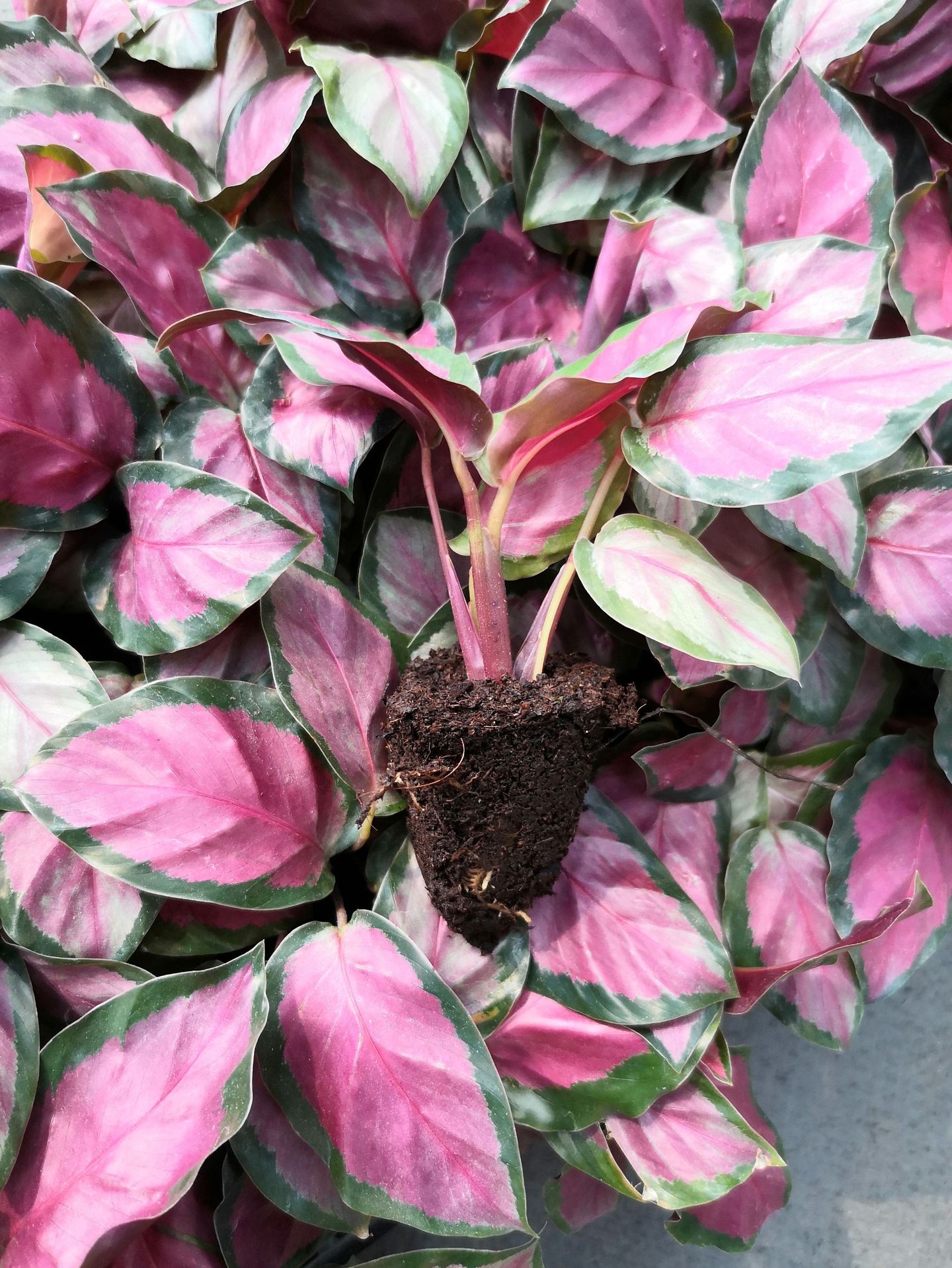 玫瑰红竹芋厂家直销观叶植物室内耐养花卉小盆栽