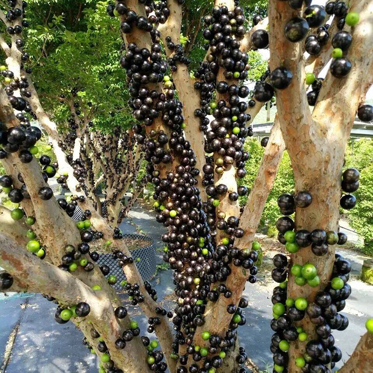 批发四季生嘉宝果苗 嘉宝果树苗 树葡萄树苗 果树盆栽地栽