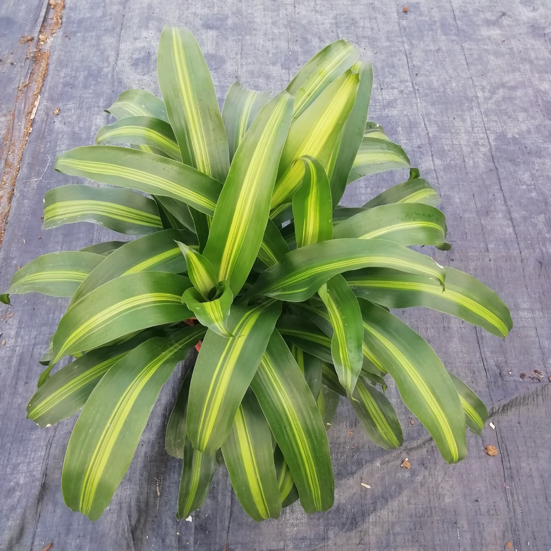 基地园林花卉盆栽批发室内观叶植物三株装金心美人铁5盆起