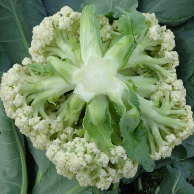 华耐青梗松花菜种子花椰菜种籽耐热耐湿花菜菜花春季秧蔬菜孑