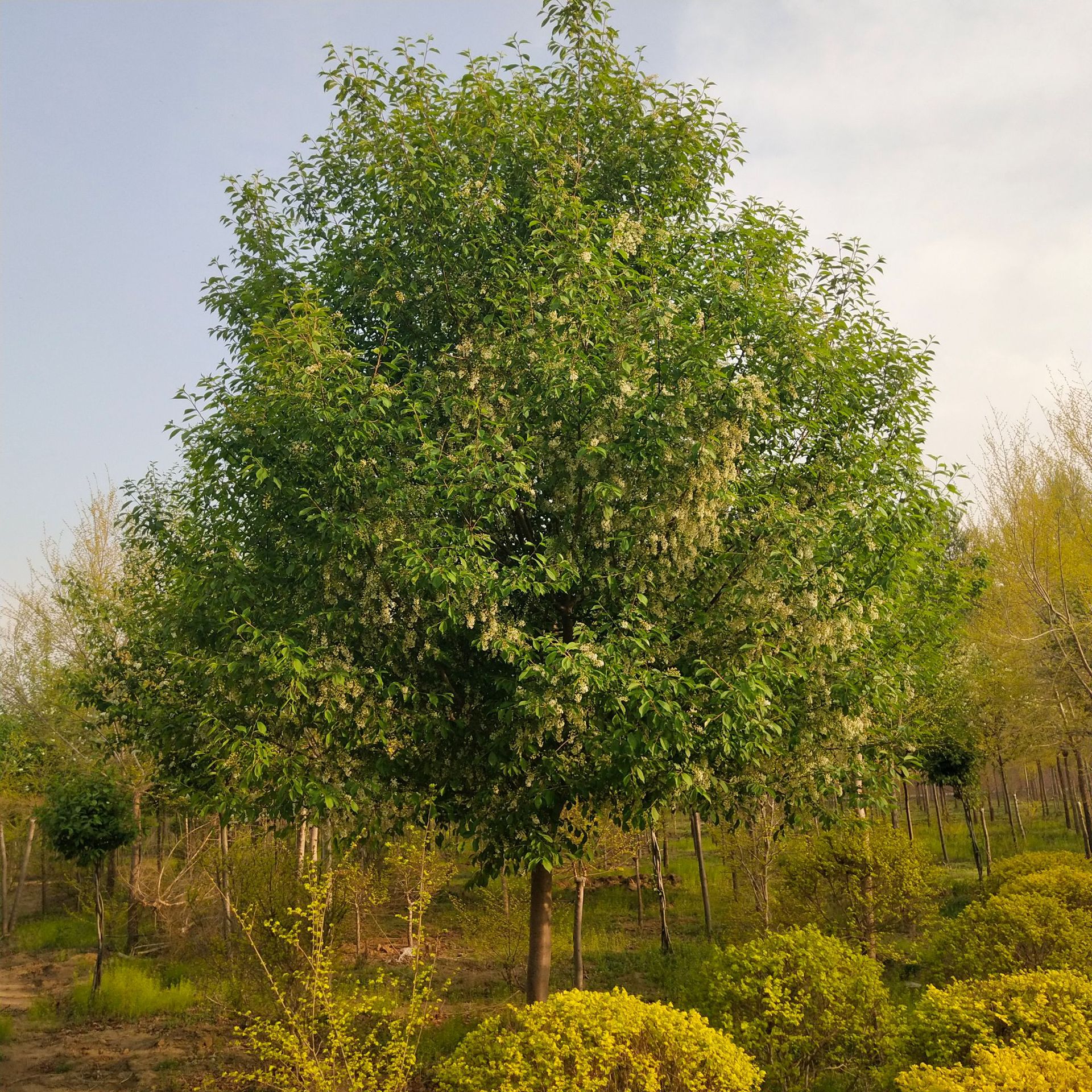 供应暴马丁香丛生暴马丁香黄花丁香紫丁香大叶丁香小叶丁香绿篱