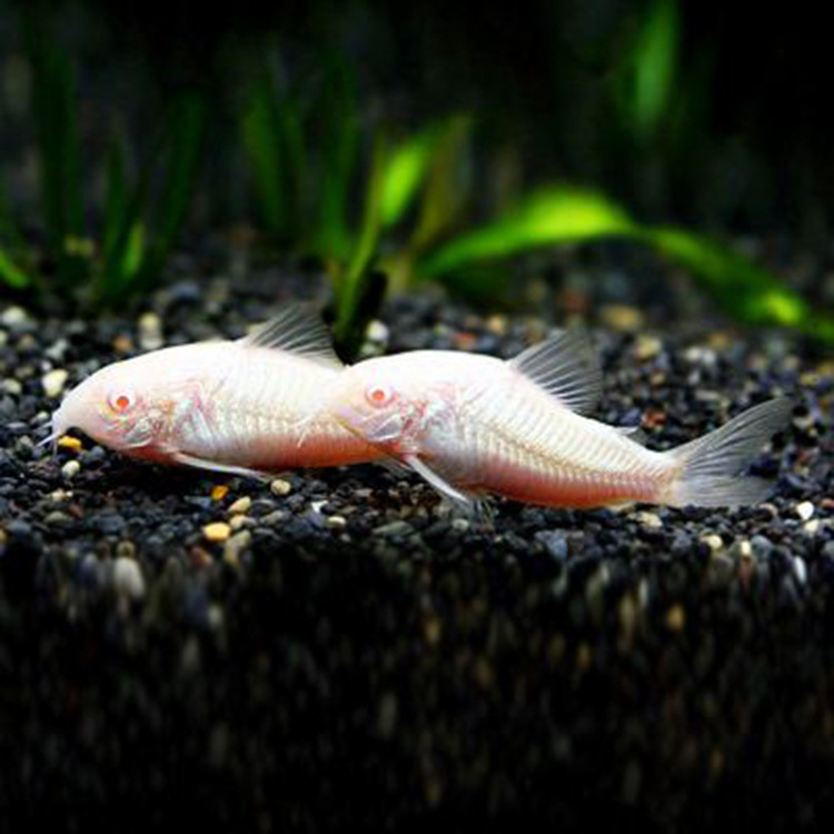 水族宠物观赏鱼活体底栖白鼠鱼淡水热带工具鱼清洁除藻苔小额批发