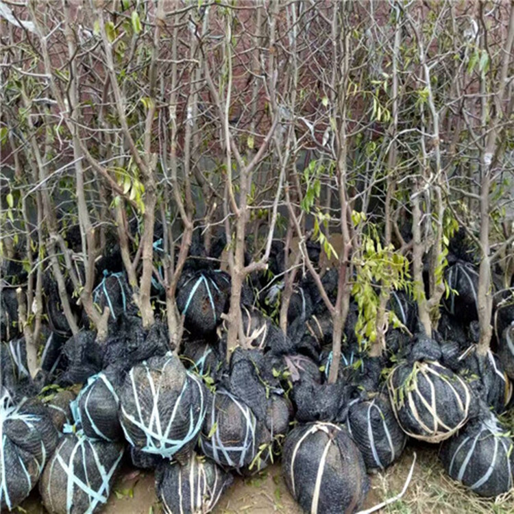 枣树活苗当年结果沾化冬枣甜枣大青枣和田枣树苗庭院南北方果树苗