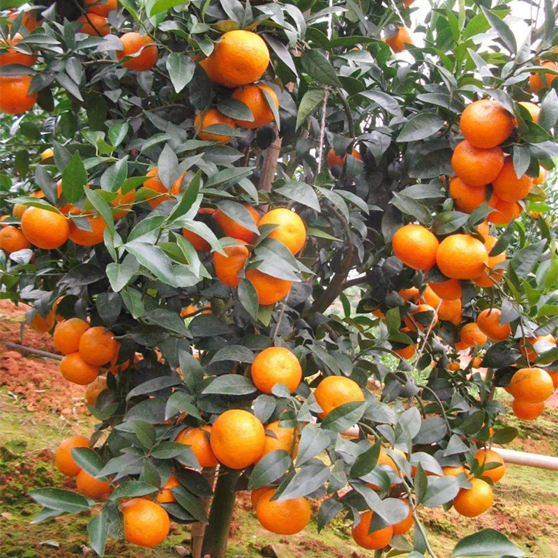 广西苗圃 嫁接 晚熟 柑橘 果树苗 沃柑 水果苗 新品 无核沃柑
