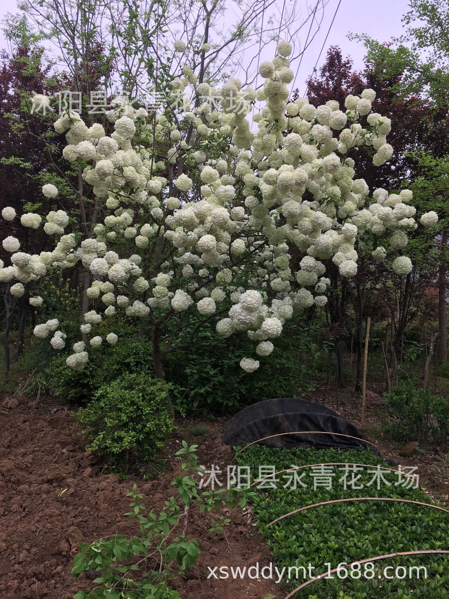 出售大规格木本绣球,11公分高杆大花木本绣球,独杆大花斗球实物