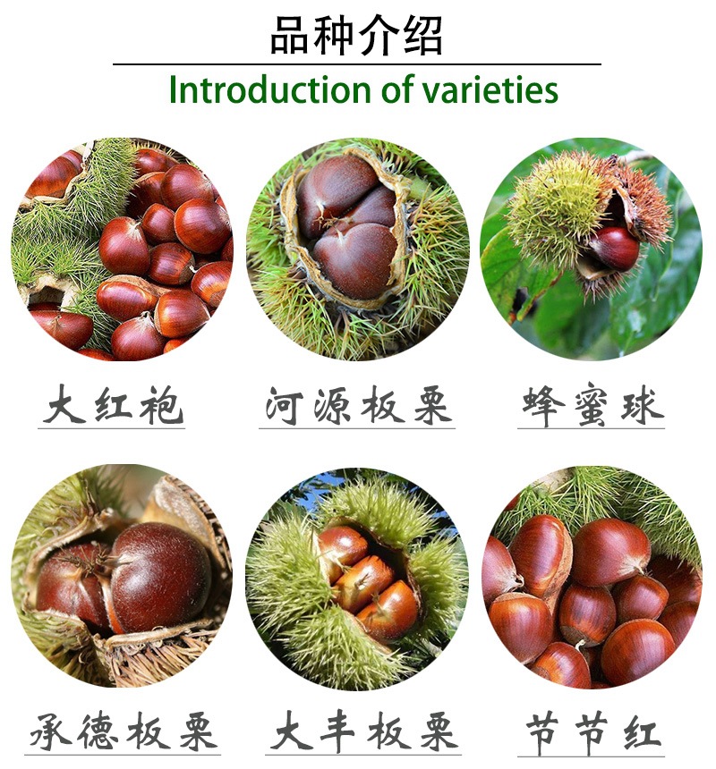 商品描述品种板栗规格2年苗《嫁接苗》,3年苗《包成活》,4年苗《当年