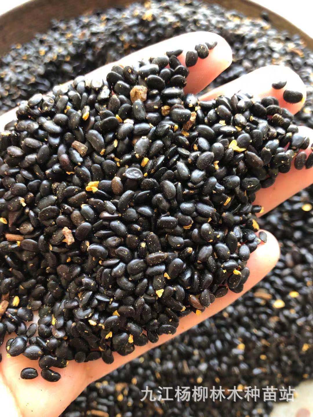 供应马占相思种子 马占相思 另有大叶相思种子 台湾相思 种子批发