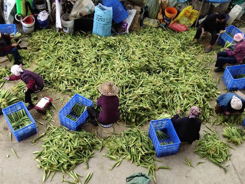 玉米笋新鲜甜玉米笋小玉米芯仔迷你嫩玉米棒农田种植微商一件代发