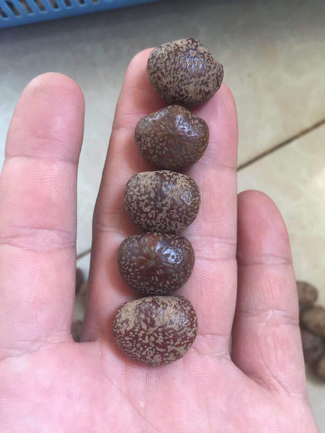 海南原生态星月菩提子原籽毛感料元宝籽原料果新月佛珠原生态批发