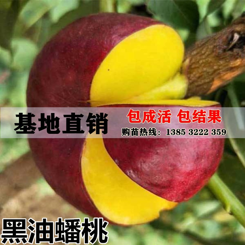 正宗嫁接蟠桃树苗蟠桃树 黑油蟠桃树苗 九月成熟黑色桃树新品种