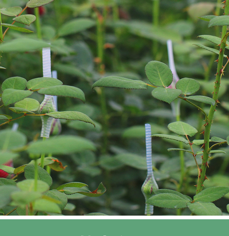 新品金香玉大花月季小苗 扦插黄金时代月季花苗绿化月季盆栽批发