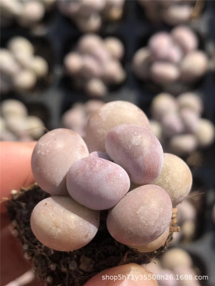 094山东大棚批发多肉盆栽品种 橙雪球小单头多肉品种状态实拍