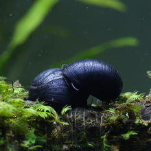 小额批发水族观赏螺宠物螺清苔除藻黑金刚活体淡水清洁鱼缸工具螺