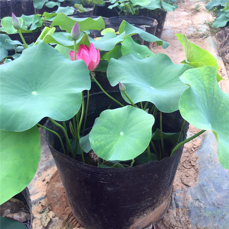 供应开花好的荷花 观赏小荷花苗 莲花 大杯荷花苗 水体绿化专用