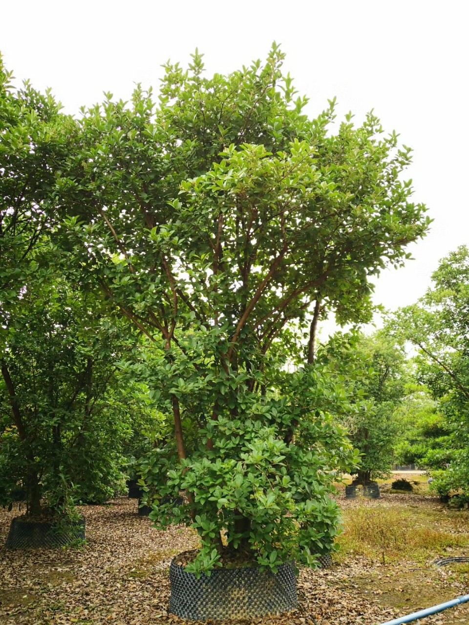 904基地直销丛生珊瑚树46米假植苗红珊瑚早禾树