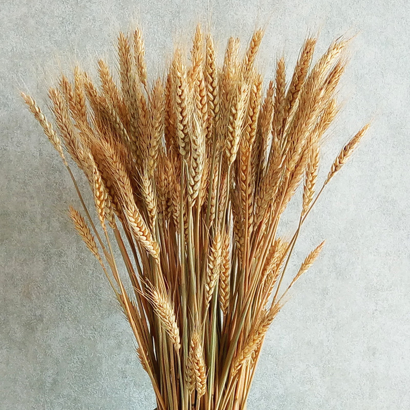 厂家批发麦穗草小麦干花花束礼品盒配材花插花瓶装饰diy