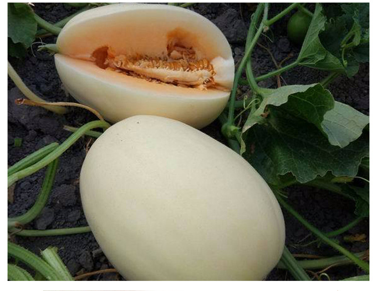 白皮甜瓜种子 脆梨香瓜种子 白皮红肉红瓤中原红肉蜜瓜籽