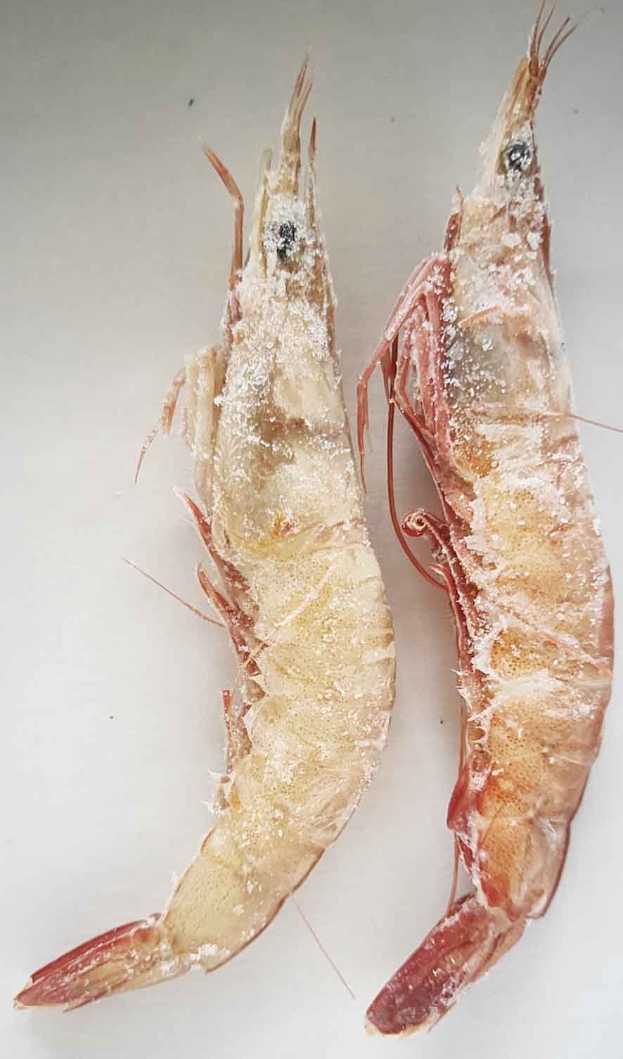 新鲜捕捞蛎虾 大个红毛虾 一手货源批发销售冻虾