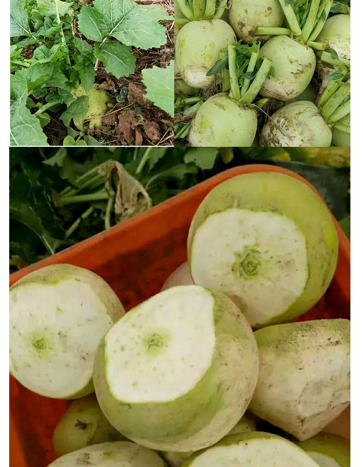 光头芥菜种子 农田菜园种肉质细密纤维少辣味芥菜蔬菜籽