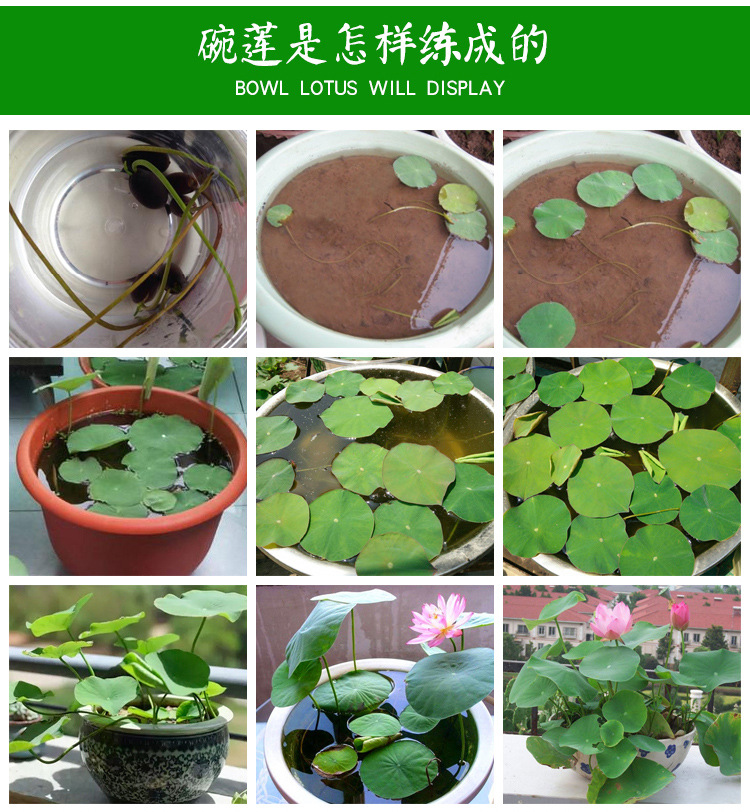 盆栽碗莲水培植物花种籽子四季室内开花不断水养睡莲荷莲花种子