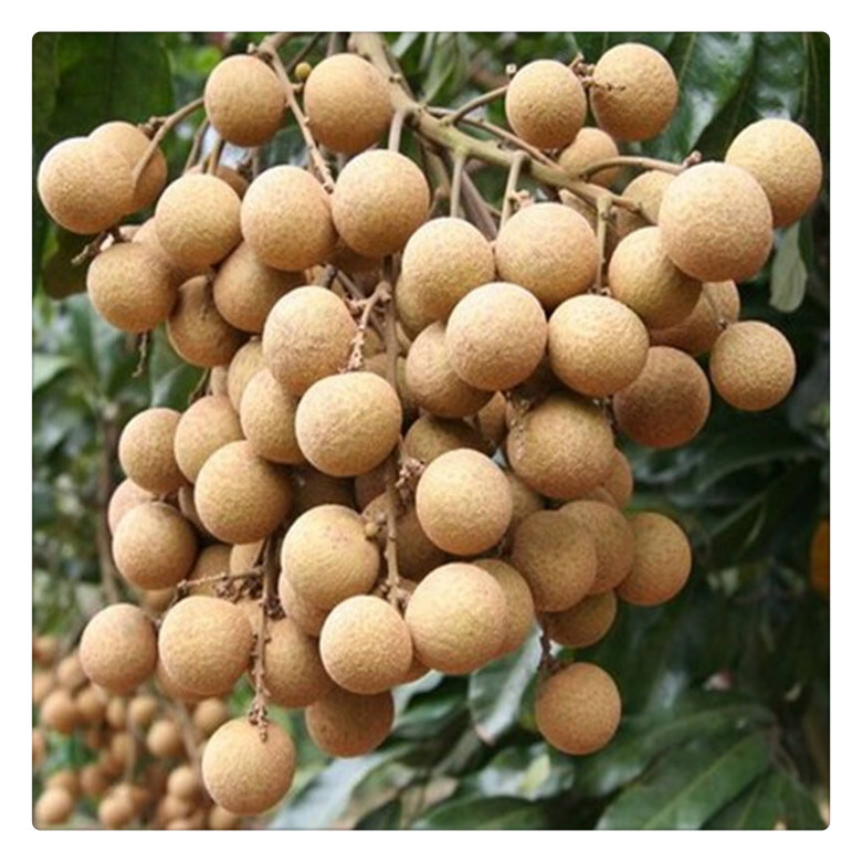 石硖四季龙眼树苗 嫁接苗南方种植的当年结果 现挖现卖