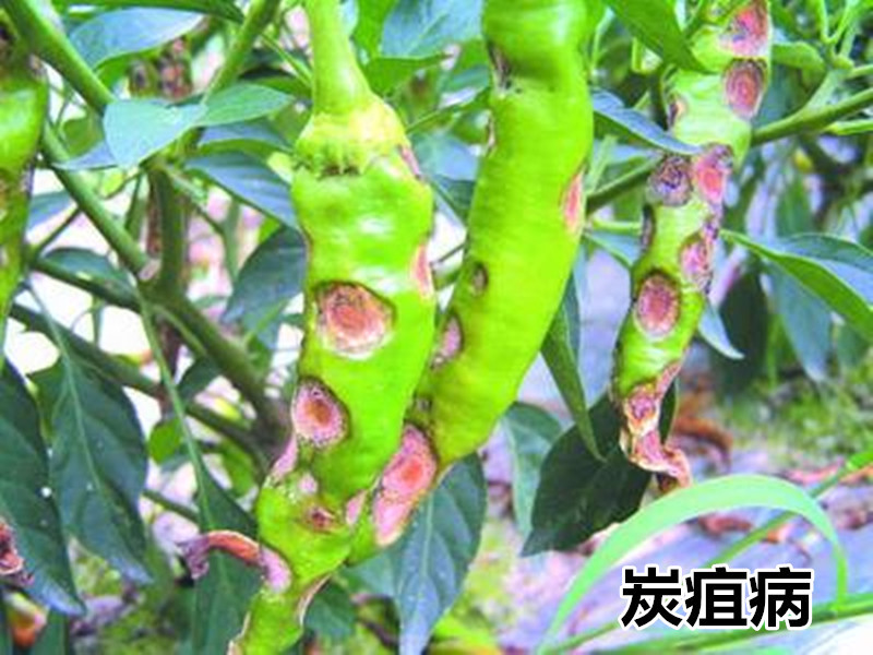 美国 杜邦 易保 葡萄黄瓜霜霉病晚疫炭疽疮痂病农药杀菌剂30克