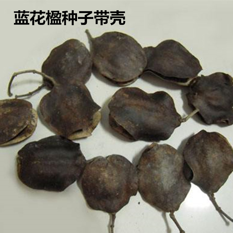 蓝花楹种子蓝雾树种籽盆栽花卉别墅庭院植物行道美观绿化树种