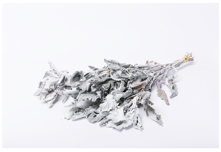 云南干花花束银叶菊雪叶菊 鲜花晾干 家庭家装家饰花艺制品真花