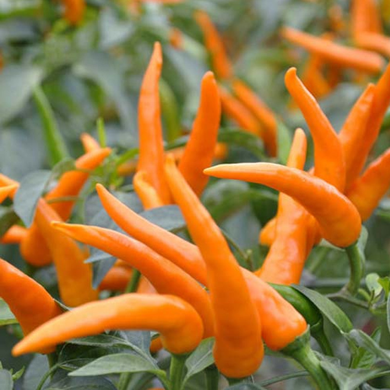 大黄朝天椒蔬菜种子 味香辣 黄皮尖椒 早熟品种阳台盆栽专用
