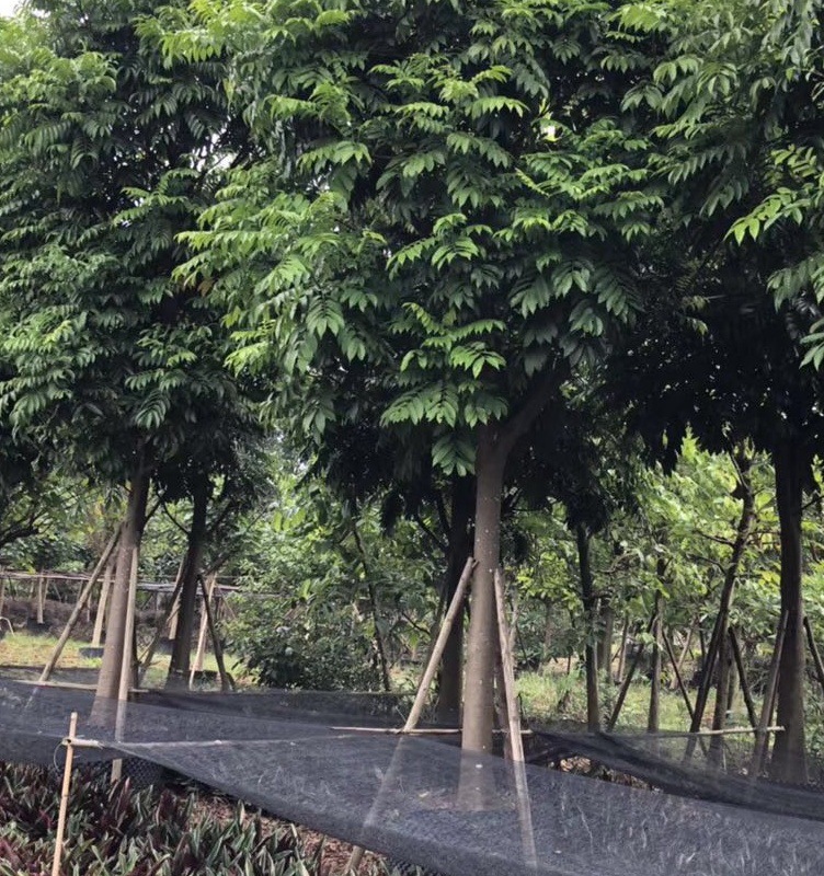 批发580cm仁面树人面子银连果