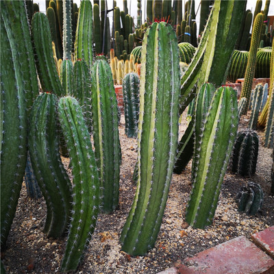 红刺龙神木室外大型仙人掌雷神阁多肉多浆景观植物仙人柱沙漠植物