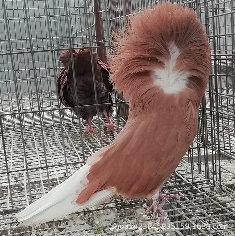 白毛领鸽子价格 花毛领一对多少钱 大毛领观赏鸽批发