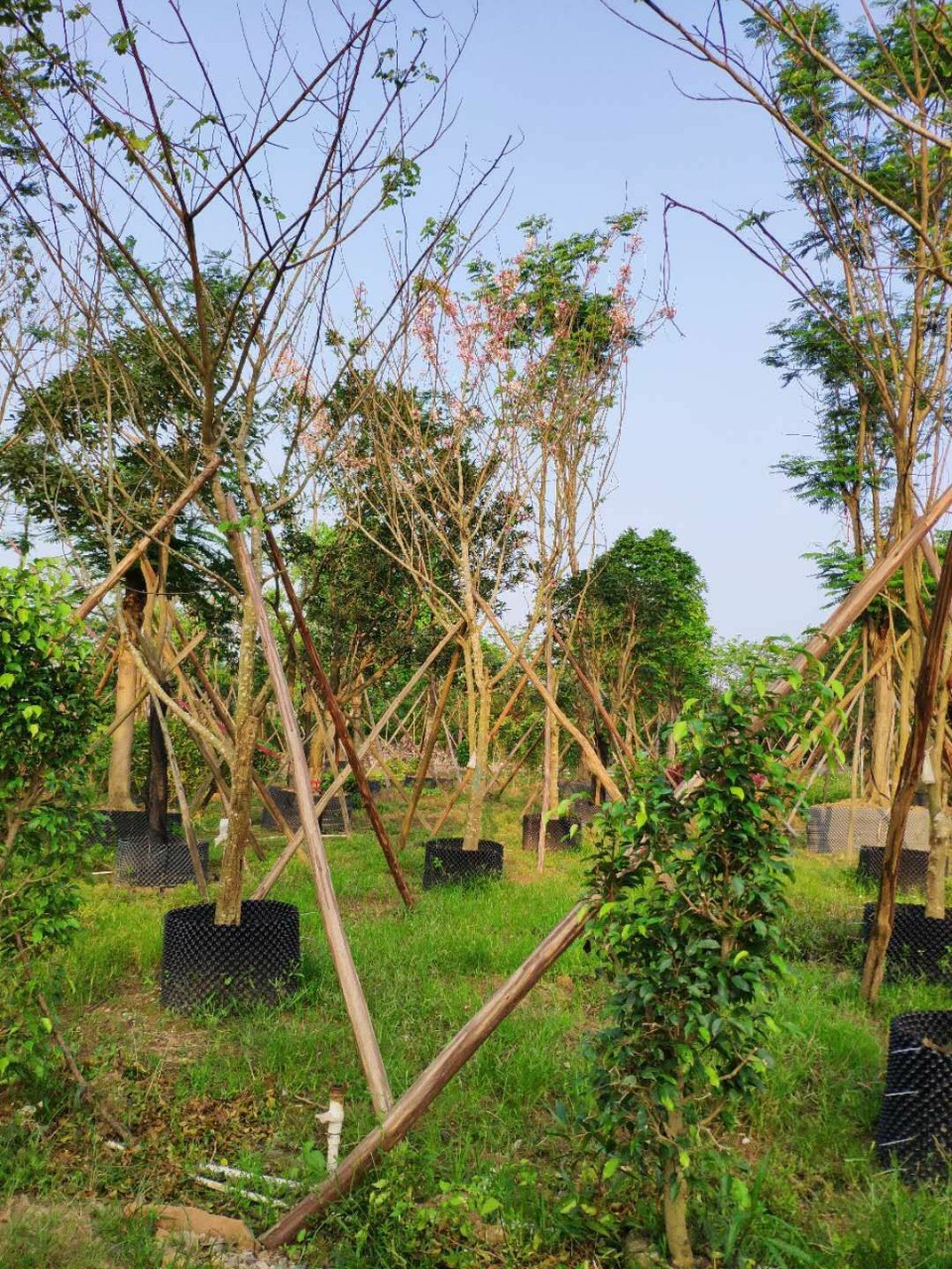 906供应 全冠 花旗木 泰国樱花 10-15cm假植苗