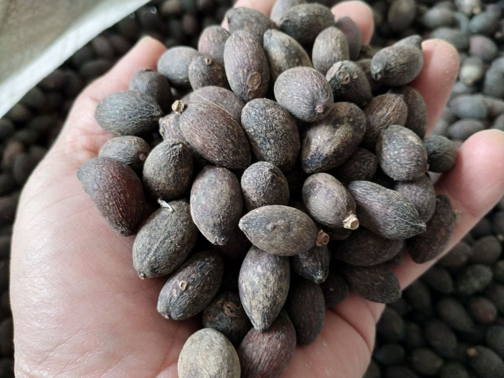 葵树子 蒲葵子 葵树籽 中药材 葵扇子批发量大从优