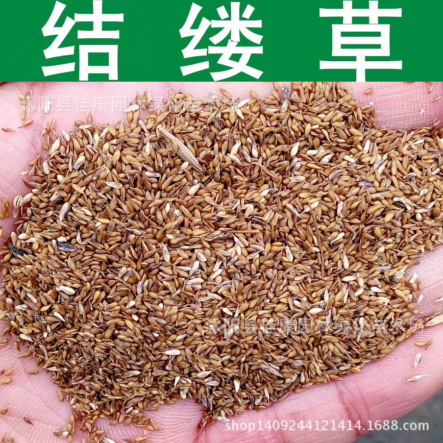 草坪种子结缕草种子锥子草延地青种子1件1斤