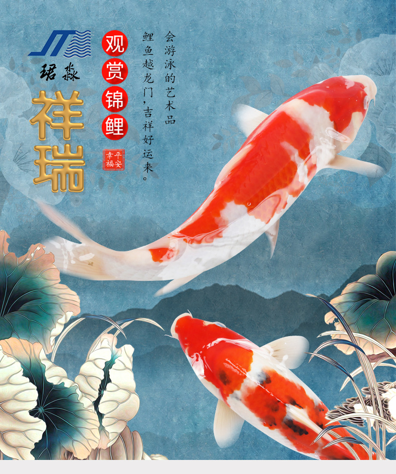 顺丰包邮包活35部b级锦鲤鱼红白大正三色锦鲤淡水观赏鱼30cm-35cm