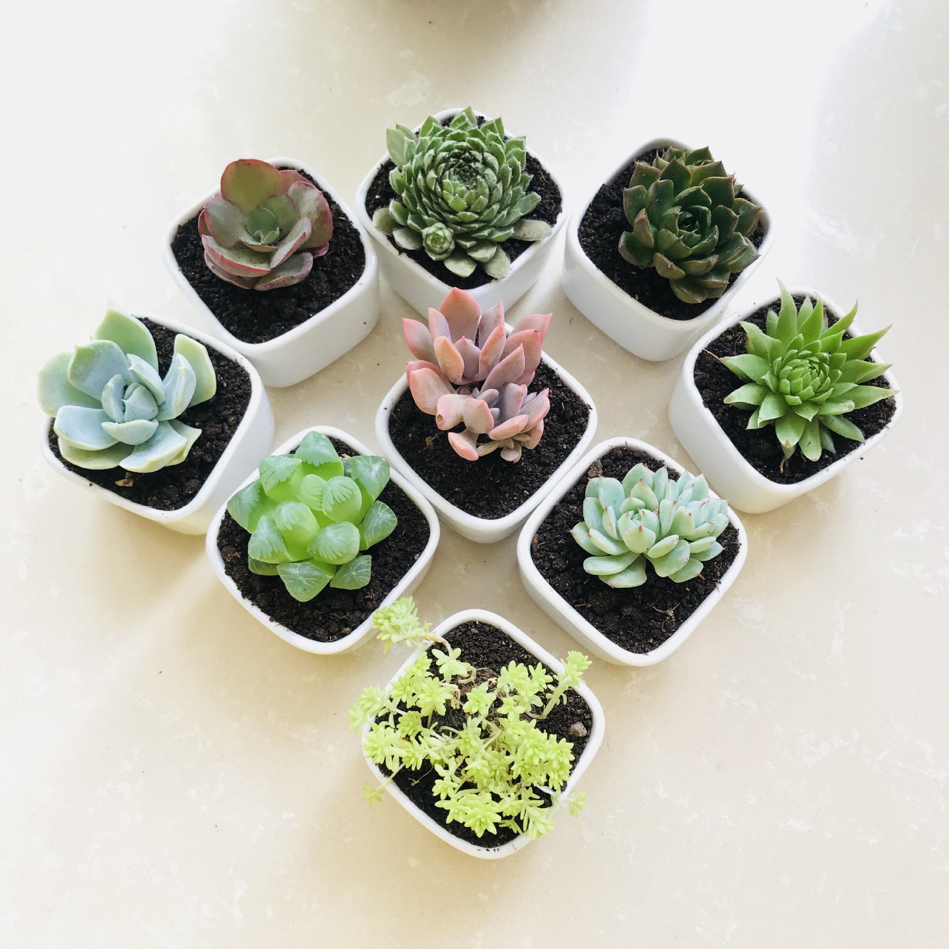 多肉植物 多肉盆栽批发 买多肉送陶瓷盆diy多肉组合 室内花卉绿植