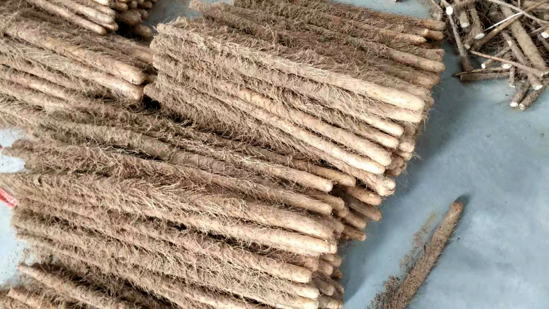 铁棍山药河南焦作温县正宗新鲜长沙土铁根淮山铁桂铁杆怀山棒