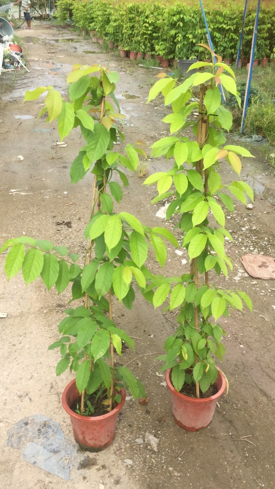 907供应 使君子 1-2米高盆栽苗 攀援藤本 垂直 立体绿化 基地直销