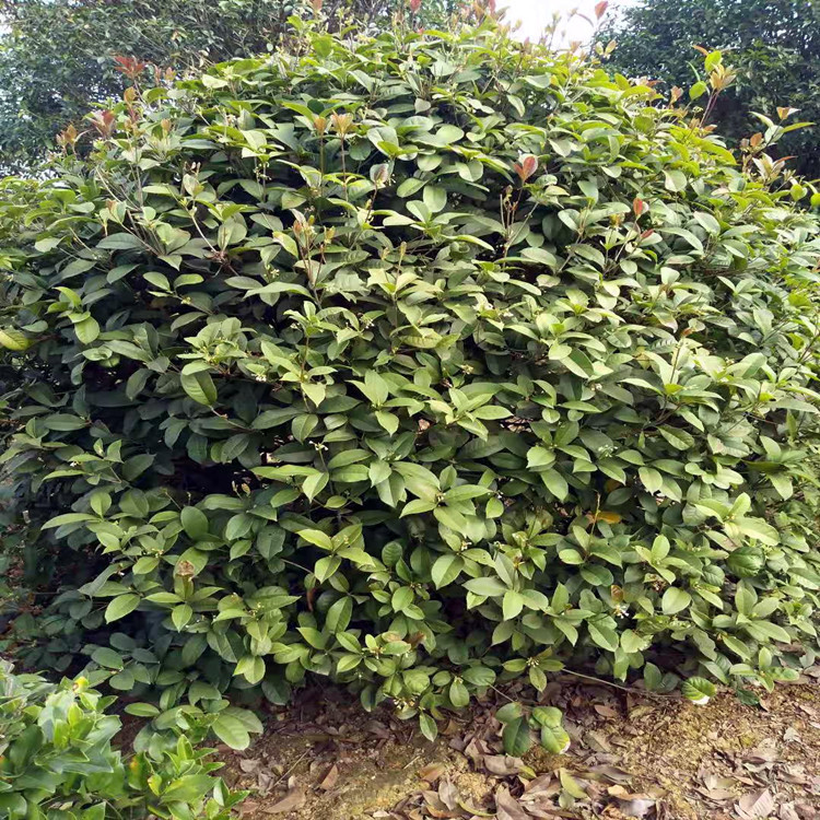 精品桂花球 冠幅1.8~2.5m丛生四季桂球 园林绿化苗木-阿里巴巴