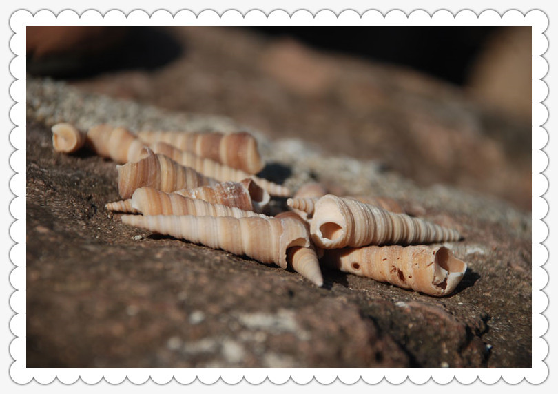 下面是深褐色锥螺下面是浅色锥螺(白色)尺寸4-7cm