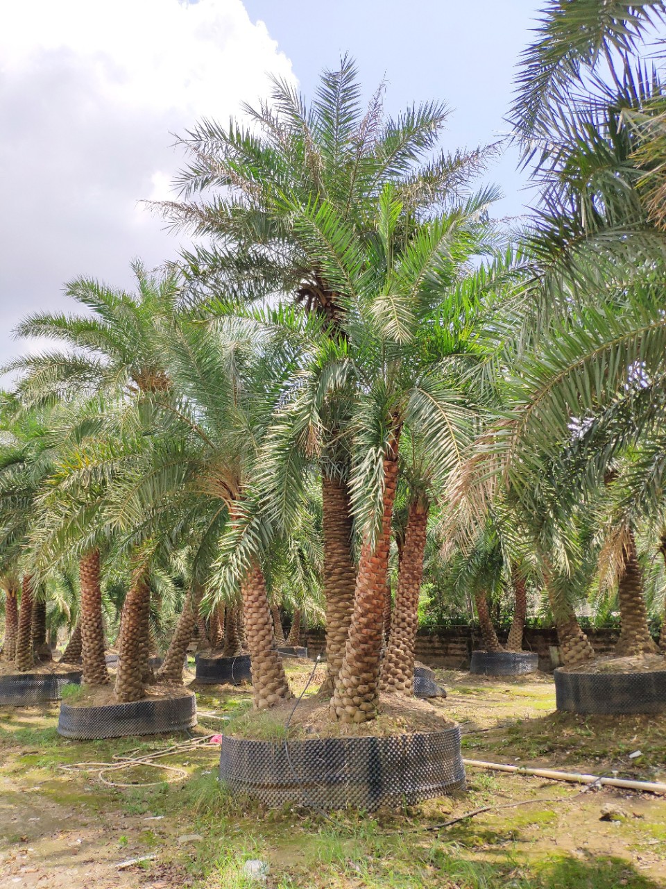 904基地直销 多杆中东海枣 3-5米精品四杆 丛生银海枣-阿里巴巴