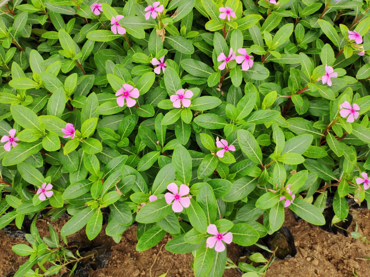 903供应长春花1530cm袋苗五斤袋绿化地被