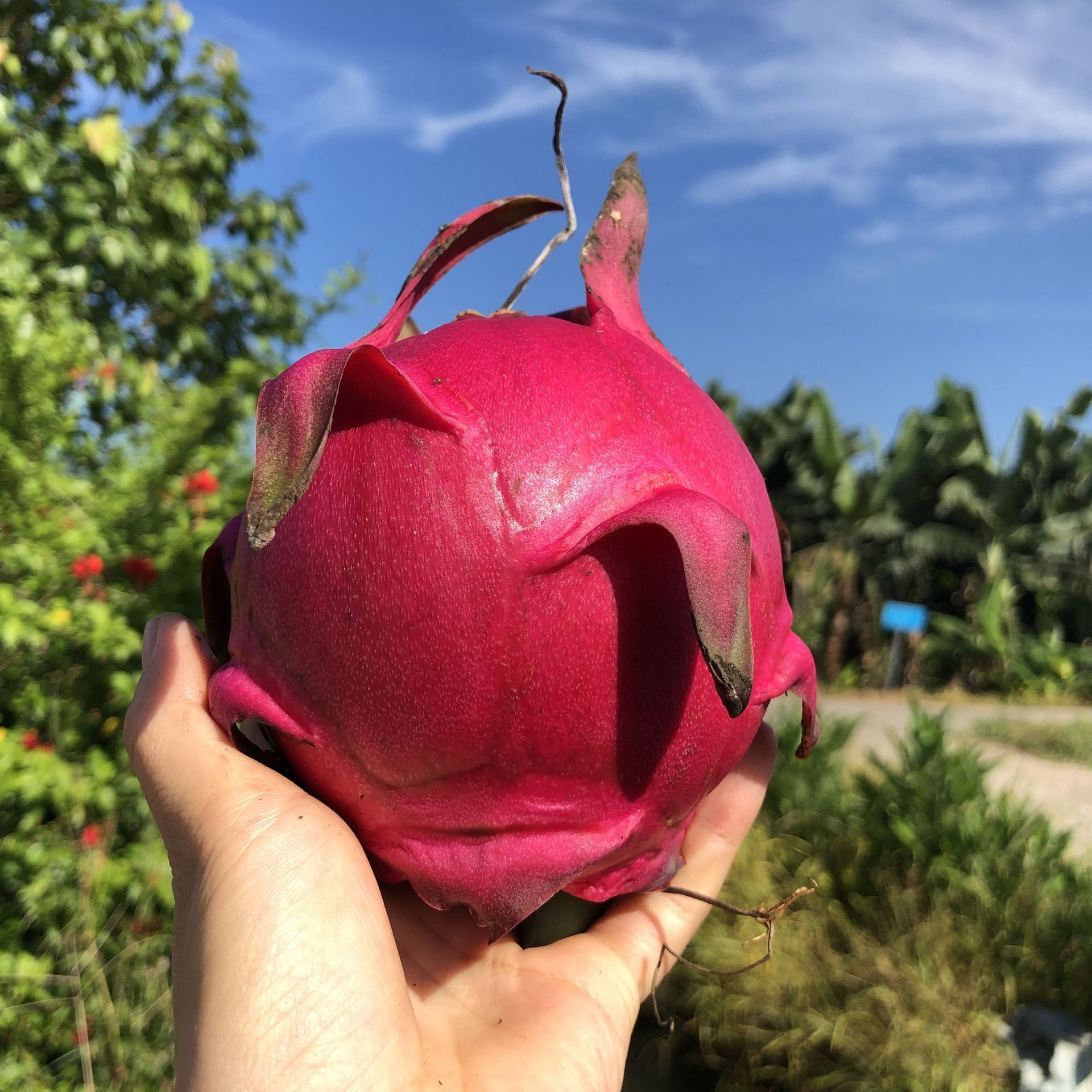 台湾蜜宝红心火龙果台湾品种福建种植皮薄肉厚甜度高当季新鲜水果